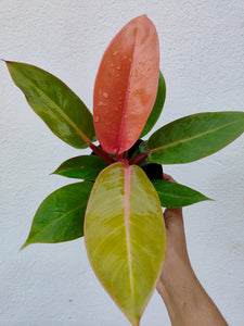 Philodendron orange splendor