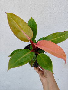 Philodendron orange splendor