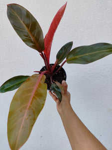 Philodendron chocolate