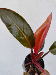 Philodendron chocolate