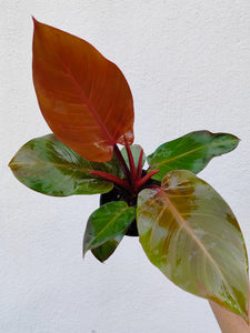 Philodendron Mcolley Finale