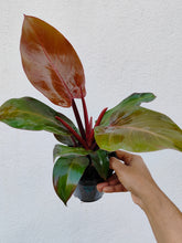 Load image into Gallery viewer, Philodendron Mcolley Finale