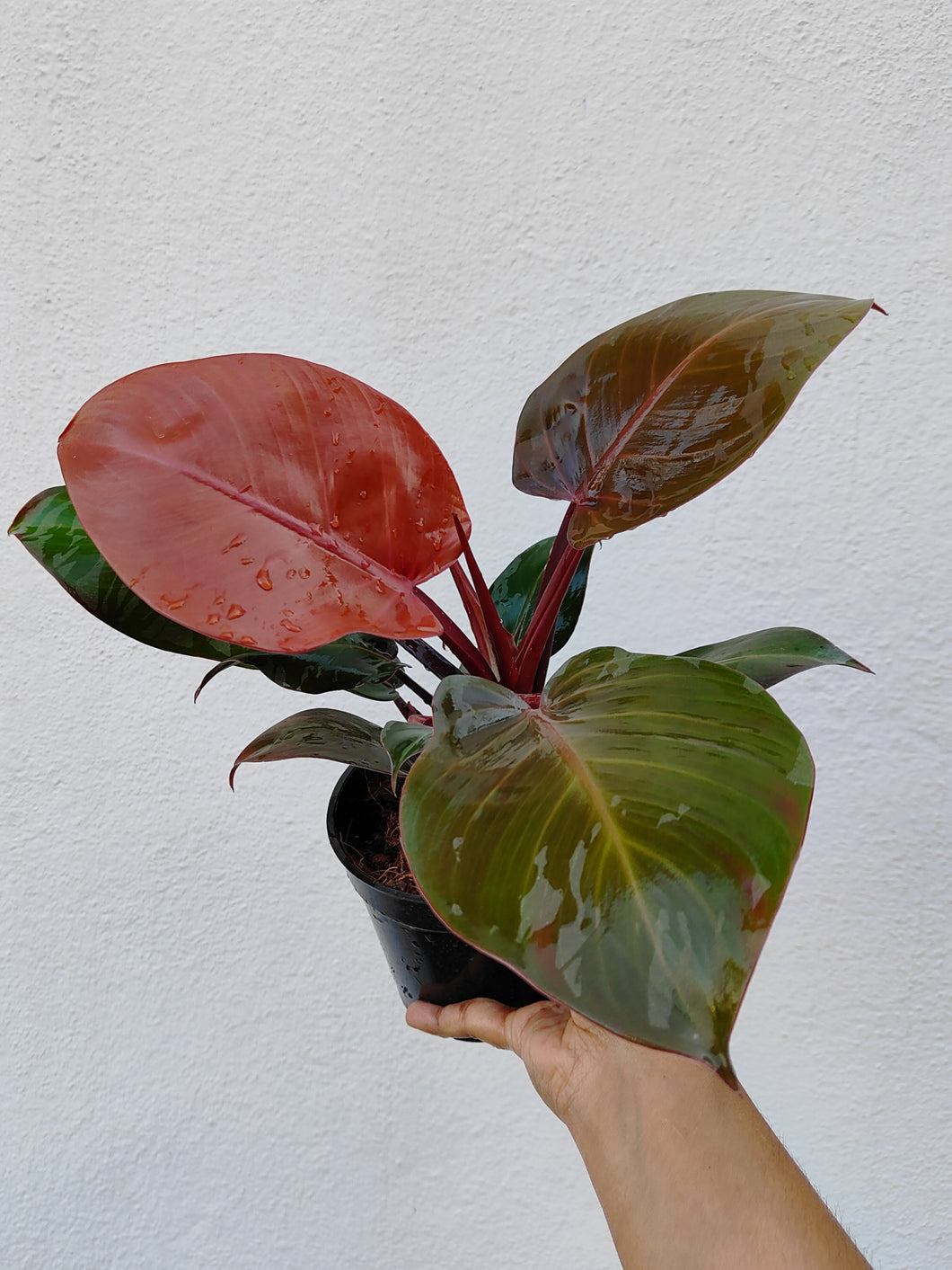 Philodendron Mcolley Finale
