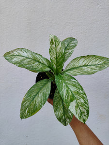 Spathiphyllum Sensation Vareigated
