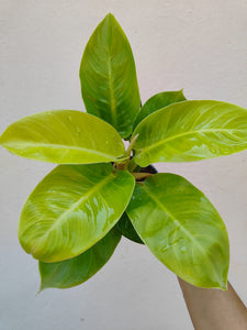 Philodendron Rush