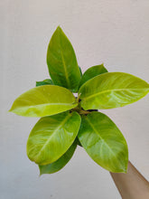Load image into Gallery viewer, Philodendron Rush