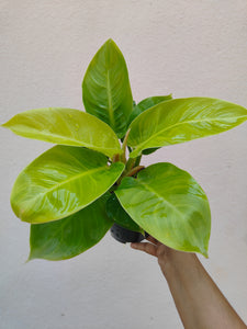 Philodendron Rush