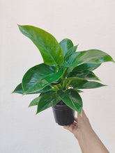 Load image into Gallery viewer, Philodendron Imperial green