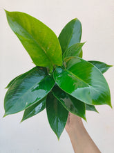 Load image into Gallery viewer, Philodendron Imperial green