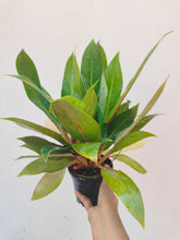 Load image into Gallery viewer, Philodendron melinonii orange