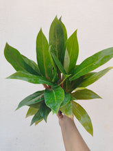 Load image into Gallery viewer, Philodendron melinonii orange