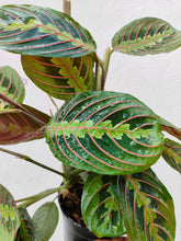 Load image into Gallery viewer, Maranta leuconeura