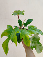 Load image into Gallery viewer, Philodendron squamiferum