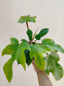 Philodendron squamiferum