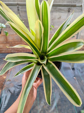 Load image into Gallery viewer, Billbergia green variegated (Bromeliad)