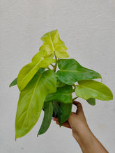 Load image into Gallery viewer, Philodendron Violin Gold
