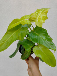 Philodendron Violin Gold