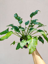 Load image into Gallery viewer, Philodendron Xanadu green