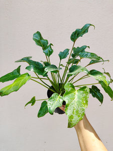 Philodendron Xanadu green