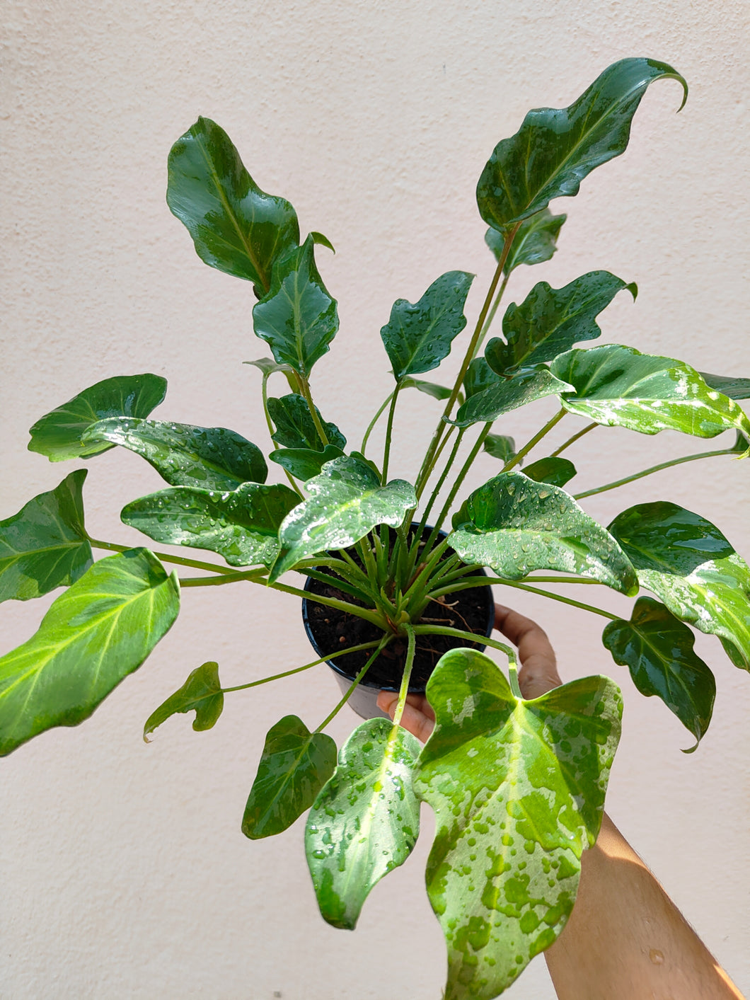 Philodendron Xanadu green