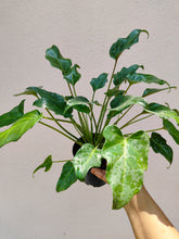 Load image into Gallery viewer, Philodendron Xanadu green