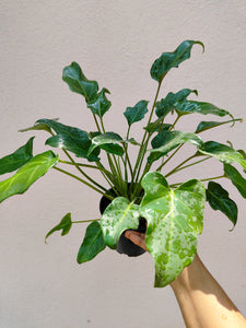 Philodendron Xanadu green