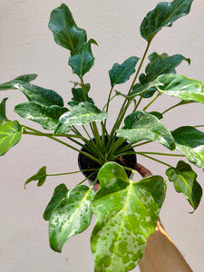 Philodendron Xanadu green