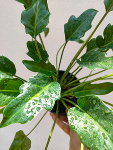 Philodendron Xanadu green