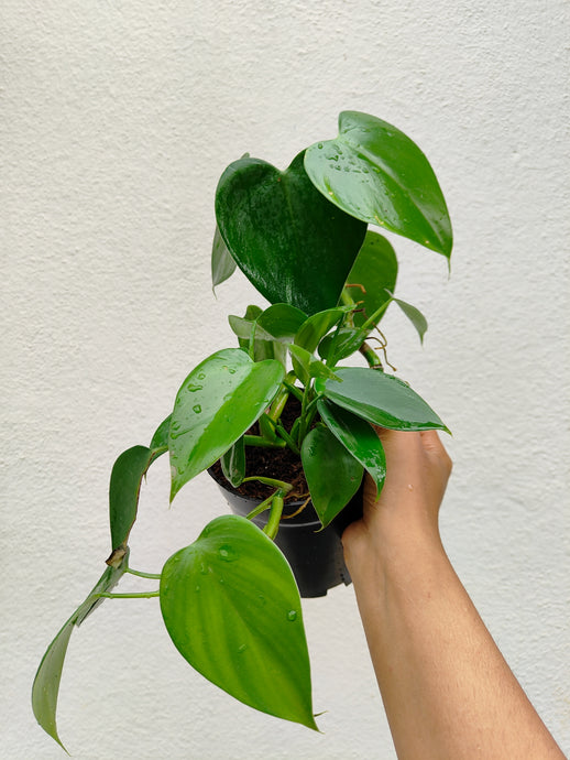 Philodendron microstictum