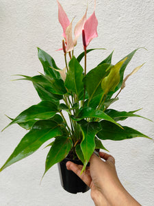 Anthurium pink