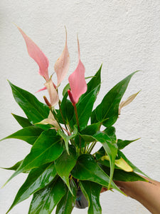 Anthurium pink