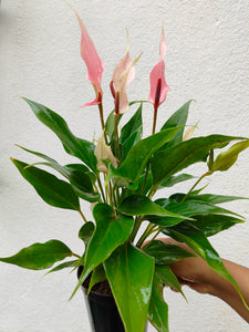 Anthurium pink