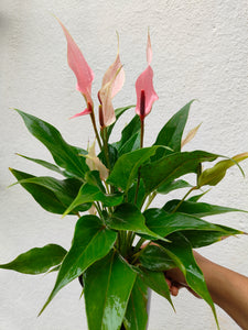 Anthurium pink