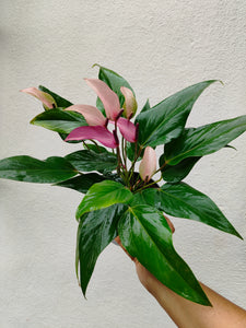 Anthurium purple