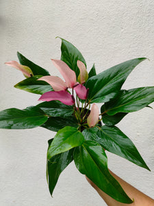 Anthurium purple