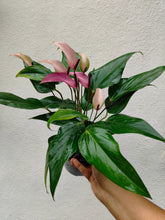 Load image into Gallery viewer, Anthurium purple