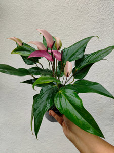 Anthurium purple