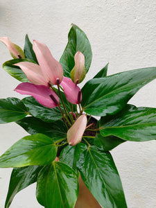 Anthurium purple