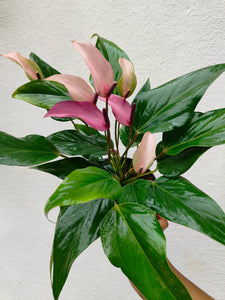 Anthurium purple