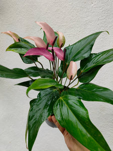 Anthurium purple