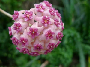 Hoya globulos pink