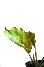 Load image into Gallery viewer, Philodendron pluto