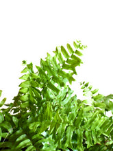 Load image into Gallery viewer, Fish tail fern
