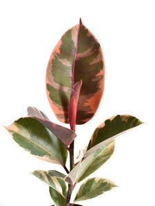 Ficus elastica Ruby (Bushy)