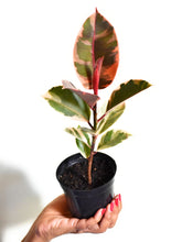 Load image into Gallery viewer, Ficus elastica Ruby (Bushy)