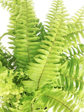 Load image into Gallery viewer, Boston Fern