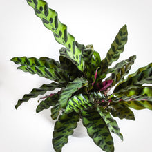 Load image into Gallery viewer, Rattle Snake calathea