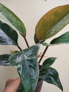 Philodendron congo