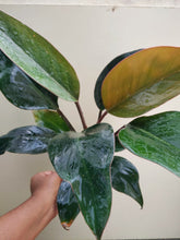 Load image into Gallery viewer, Philodendron congo