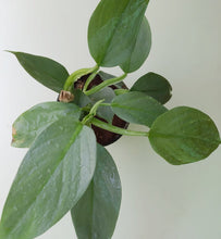 Load image into Gallery viewer, Philodendron hastatum (Bangalore)
